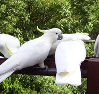Lorikeet Lane BB - Schoolies Week Accommodation