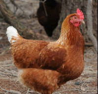 Avonmore Estate Biodynamic Winery - Schoolies Week Accommodation