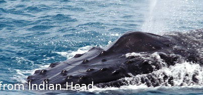 Fraser Island Fishing Units - Schoolies Week Accommodation 5