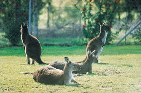 Tangkuinya - Schoolies Week Accommodation 0
