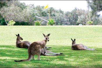 Darlington Beach Resort & Holiday Park - Schoolies Week Accommodation 67