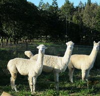 Blackwattle Farm BampB and Farm Stay - Schoolies Week Accommodation