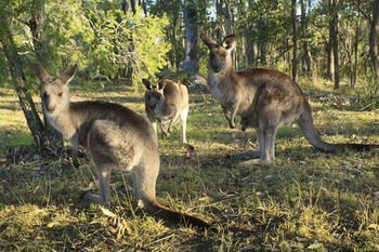 Eagleview Resort - Schoolies Week Accommodation 42