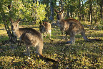 Eagleview Resort - Schoolies Week Accommodation 56