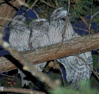 BIG4 Kelso Sands Holiday  Native Wildlife Park - Schoolies Week Accommodation
