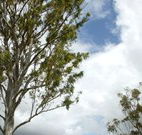 Glen Villa Resort and Tourist Park Casino - Schoolies Week Accommodation
