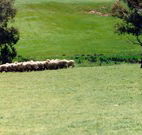 Gooromon Park Cottages - Schoolies Week Accommodation