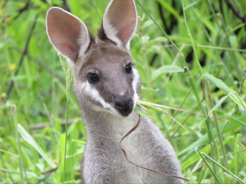 Takarakka Bush Resort Carnarvon Gorge - Schoolies Week Accommodation 8