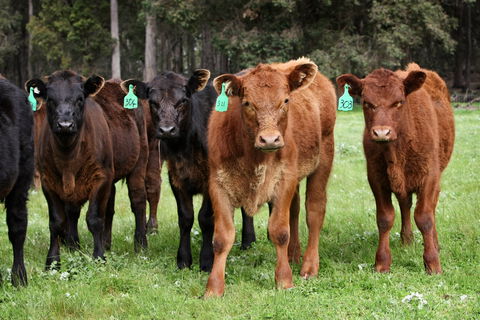 Boronia Farm - Schoolies Week Accommodation 3