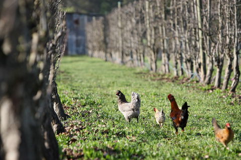 Boronia Farm - Schoolies Week Accommodation 8