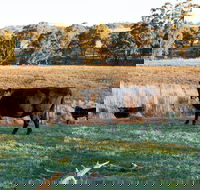Lone Pine Homestead - Schoolies Week Accommodation