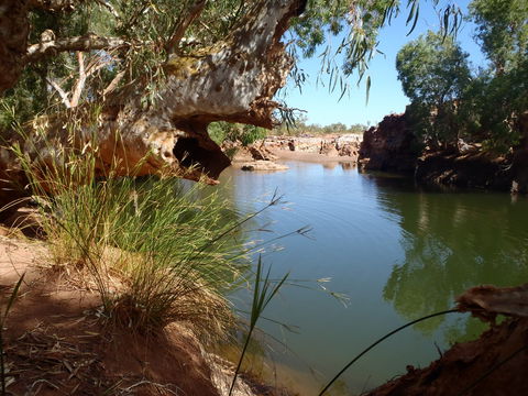 Peedamulla Campground And Cultural Tours - Schoolies Week Accommodation 1