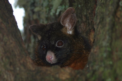 Newry Park Cottage - Schoolies Week Accommodation 2