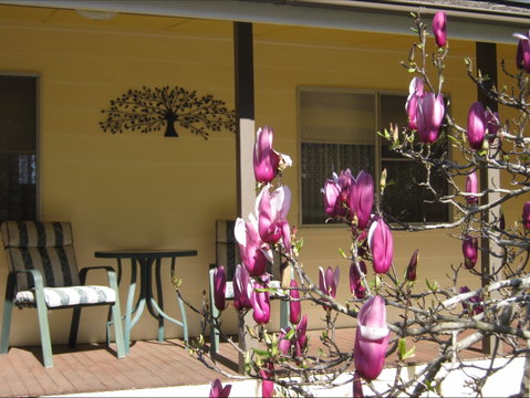 Figtree Cottage - Schoolies Week Accommodation 1