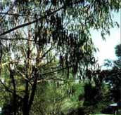 Mallacootas Shady Gully Caravan Park - Schoolies Week Accommodation