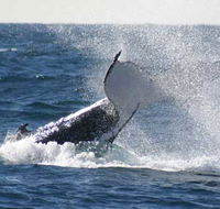 Whale Watching Sydney - Schoolies Week Accommodation