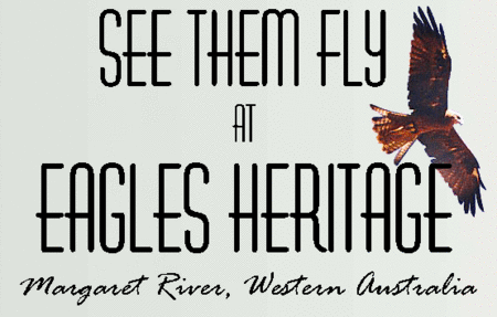 Eagles Heritage Raptor Wildlife Centre - Schoolies Week Accommodation