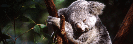 Koala and River Cruise by Mirimar Cruises - Schoolies Week Accommodation