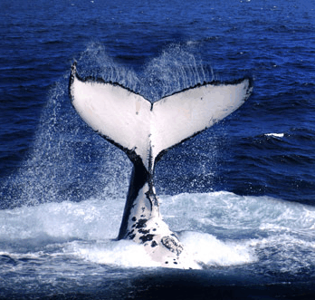 Brisbane Whale Watching - Schoolies Week Accommodation