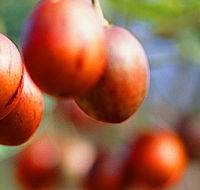 Tropical Fruit World - Schoolies Week Accommodation