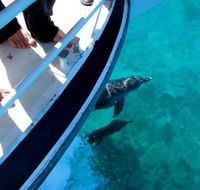 Pelican Charters - Schoolies Week Accommodation