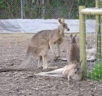 Jirrahlinga Koala  Wildlife Sanctuary - Schoolies Week Accommodation