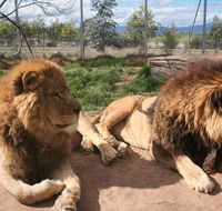 Mansfield Zoo - Schoolies Week Accommodation