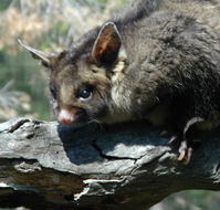 Moonlit Sanctuary Wildlife Conservation Park - Schoolies Week Accommodation
