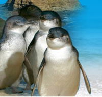 Phillip Island Penguin Parade - Schoolies Week Accommodation