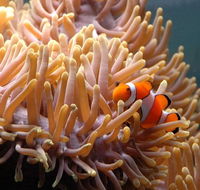 Reef HQ Great Barrier Reef Aquarium - Schoolies Week Accommodation