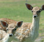 Marapana Wildlife Park - Schoolies Week Accommodation