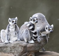 Adelaide Zoo - Schoolies Week Accommodation