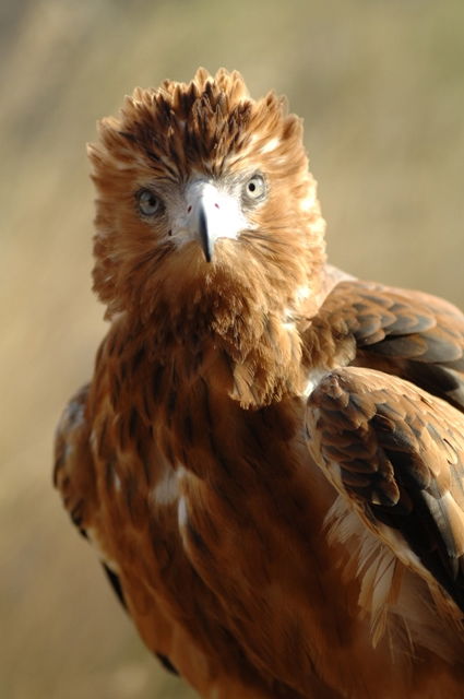  Schoolies Week Accommodation