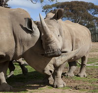 Monarto Zoo - Schoolies Week Accommodation