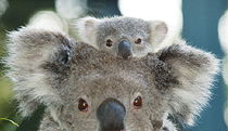  Schoolies Week Accommodation