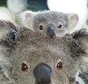 Billabong Koala and Wildlife Park - Schoolies Week Accommodation