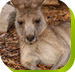 Calmsley Hill City Farm - Schoolies Week Accommodation