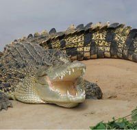 Dundee's Wildlife Park - Schoolies Week Accommodation