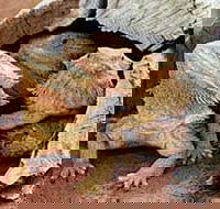 Alice Springs Reptile Centre - Schoolies Week Accommodation