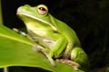 The Rainforest Habitat - Schoolies Week Accommodation 0