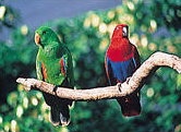 The Rainforest Habitat - Schoolies Week Accommodation 1