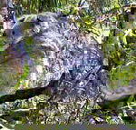 Koala Conservation Centre - Schoolies Week Accommodation
