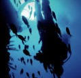 Scuba World - Schoolies Week Accommodation