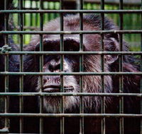 Rockhampton Zoo - Schoolies Week Accommodation