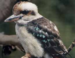 Nowra Wildlife Park - Schoolies Week Accommodation 2
