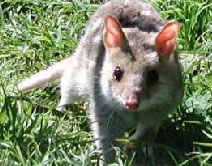  Schoolies Week Accommodation