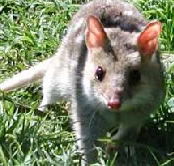 Urimbirra Wildlife Park - Schoolies Week Accommodation