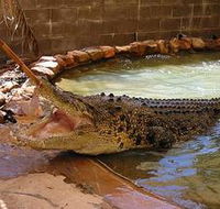 Wyndham Zoological Gardens and Crocodile Park - Schoolies Week Accommodation