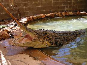 Wyndham Zoological Gardens And Crocodile Park - Schoolies Week Accommodation 0