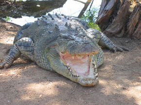 Wyndham Zoological Gardens And Crocodile Park - Schoolies Week Accommodation 2